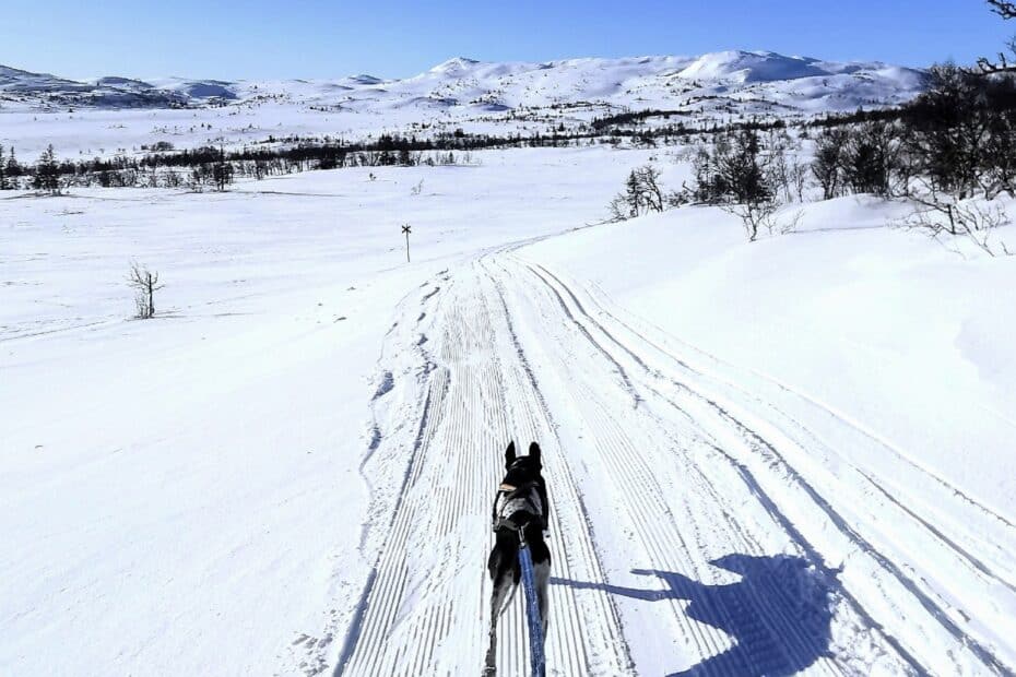 Draghund på fjället i skidspår.