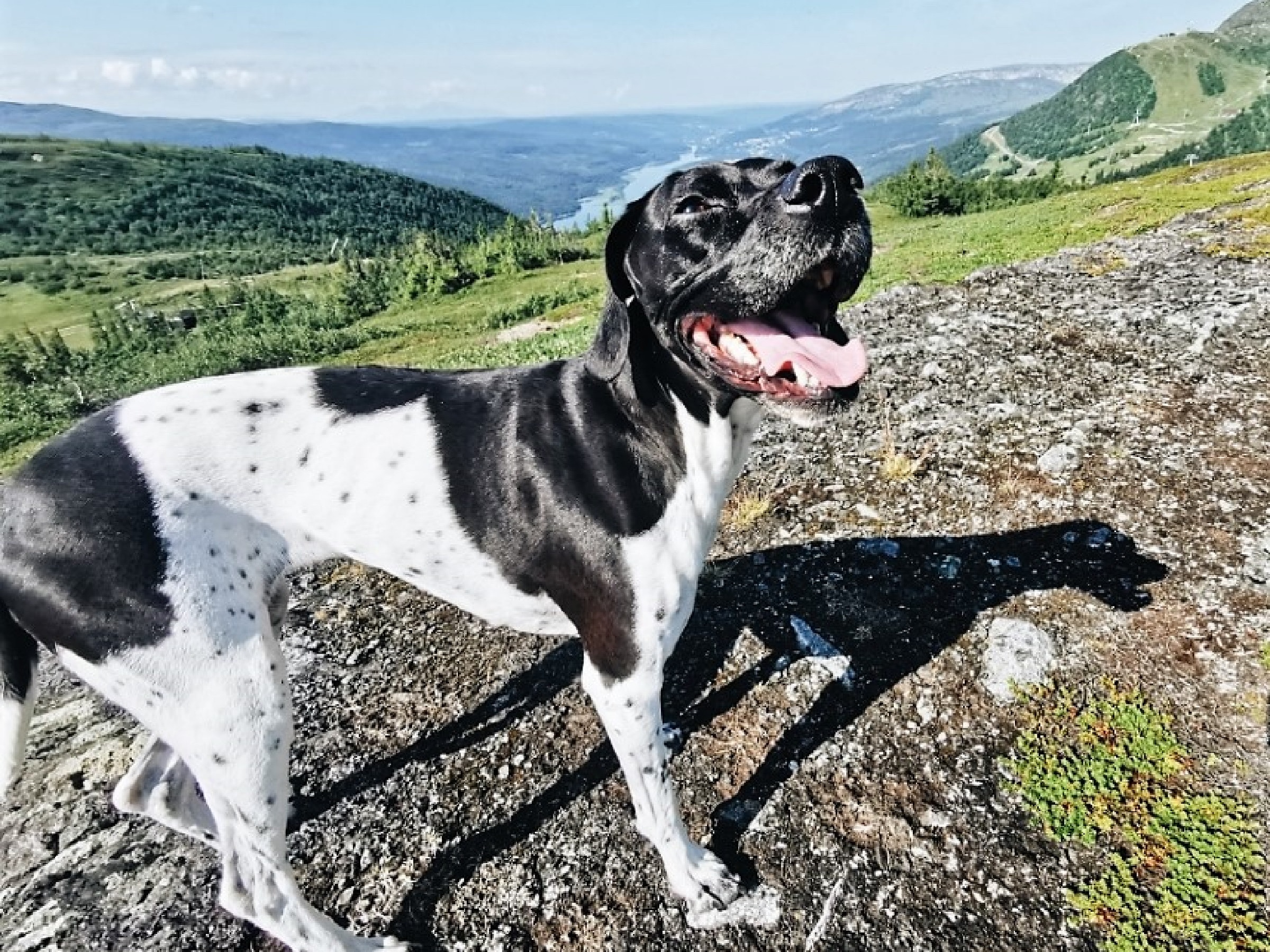 Utsiktsbild över fjällvärlden med en hund i förgrunden