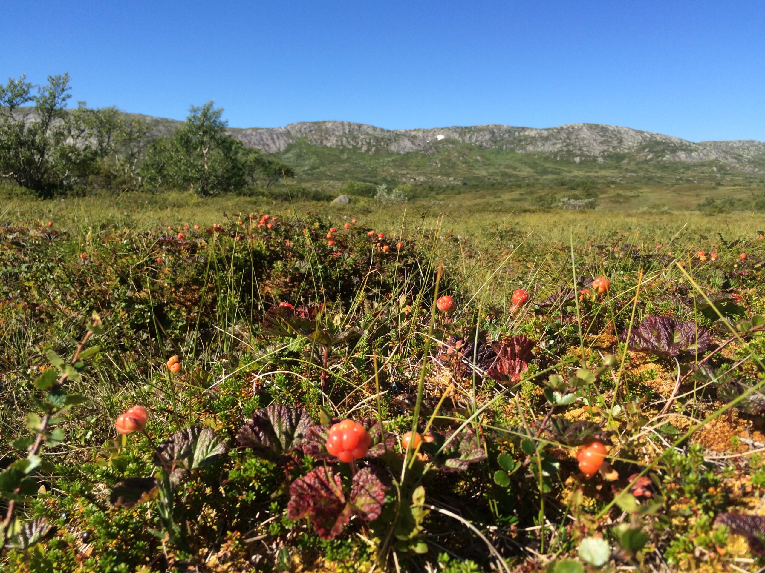 Hjortron på en myr med fjäll i bakgrunden