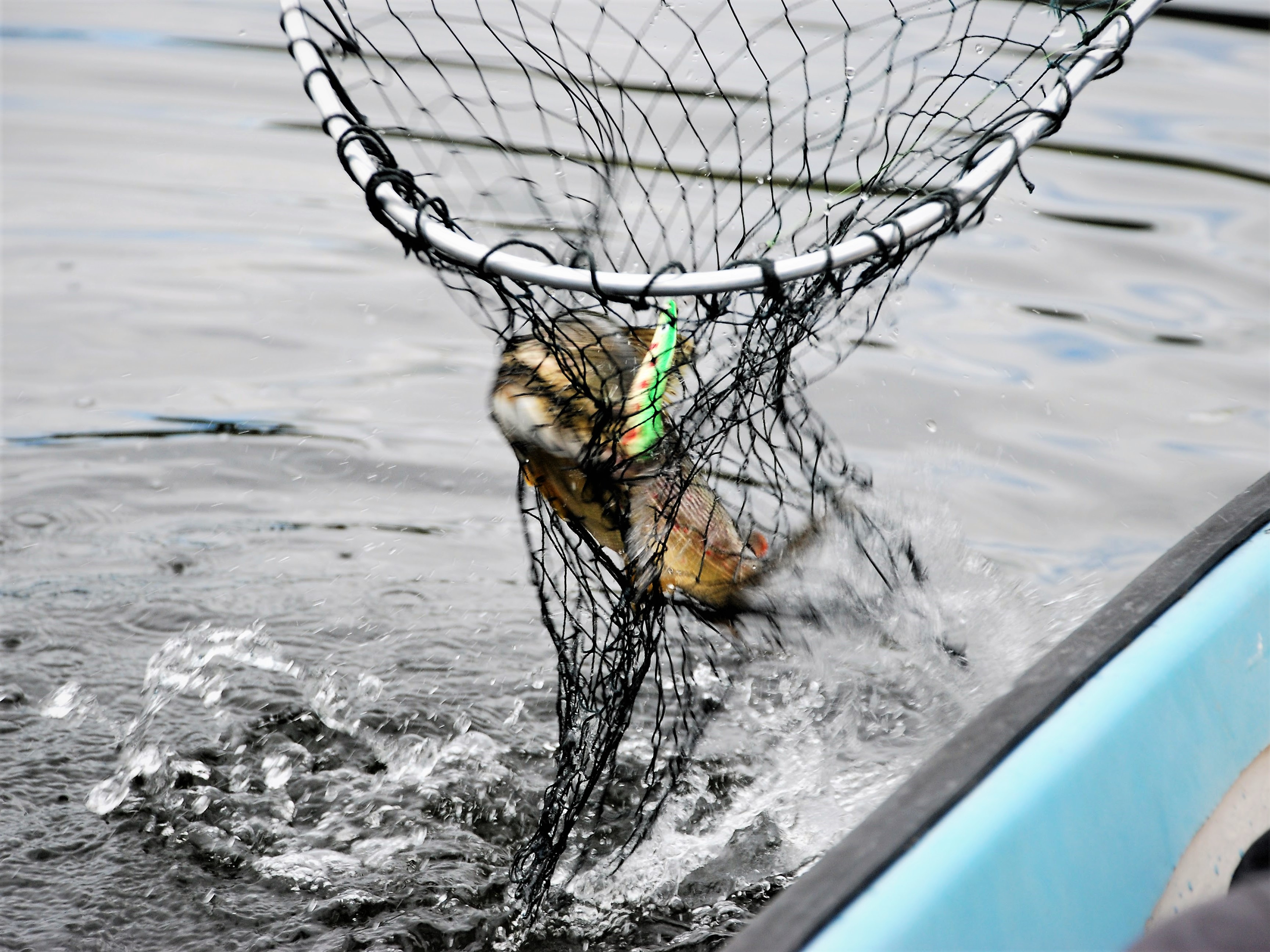 Fisk i håv